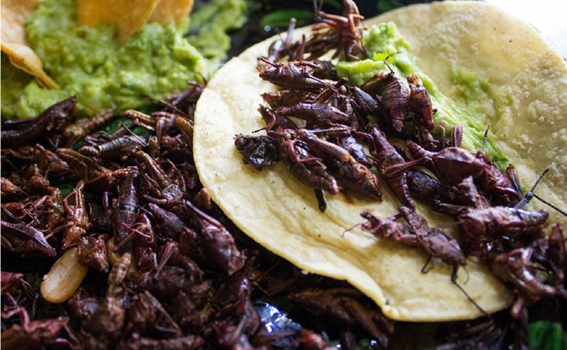Comidas exóticas mexicanas – Estanza Hotel & Suites Comidas exóticas mexicanas – Estanza Hotel & Suites